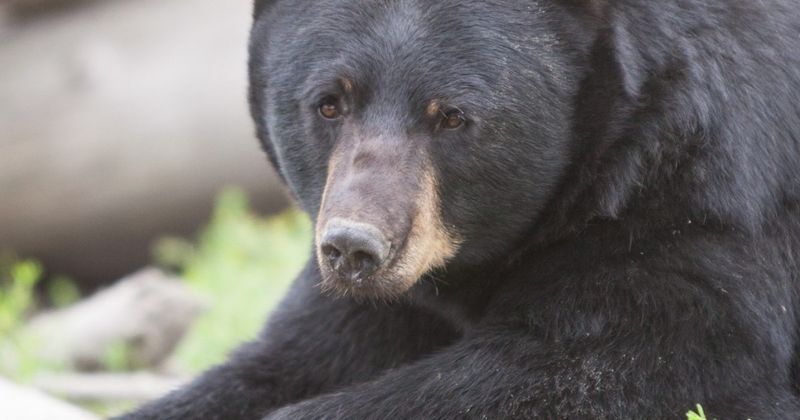 Black Bears