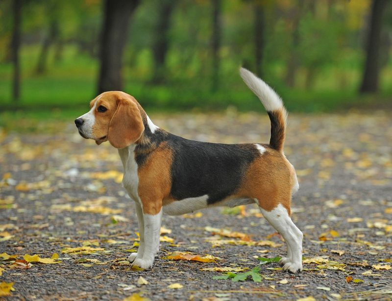 Beagle