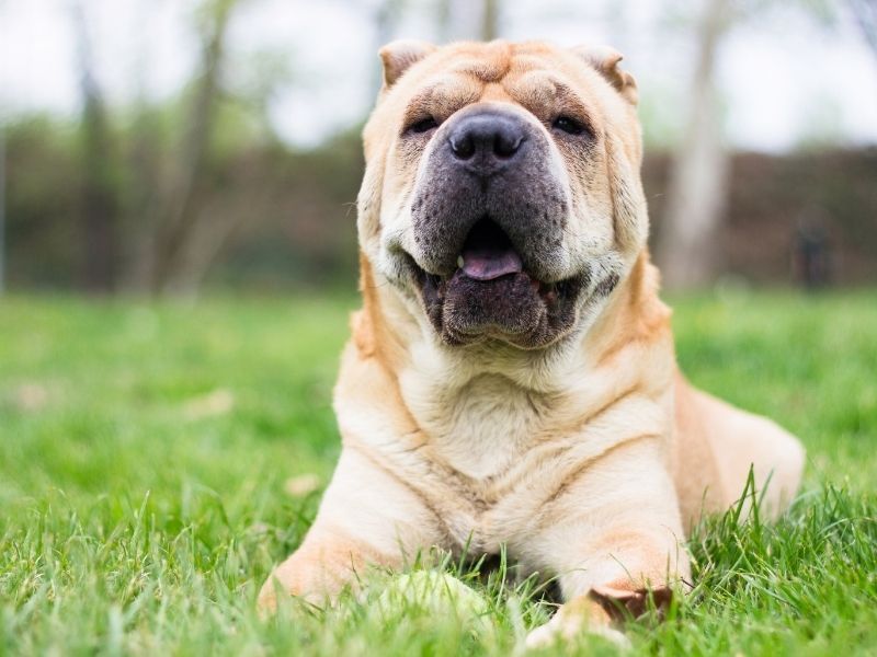 Chinese Shar-Pei