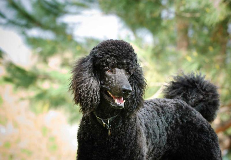 Poodle