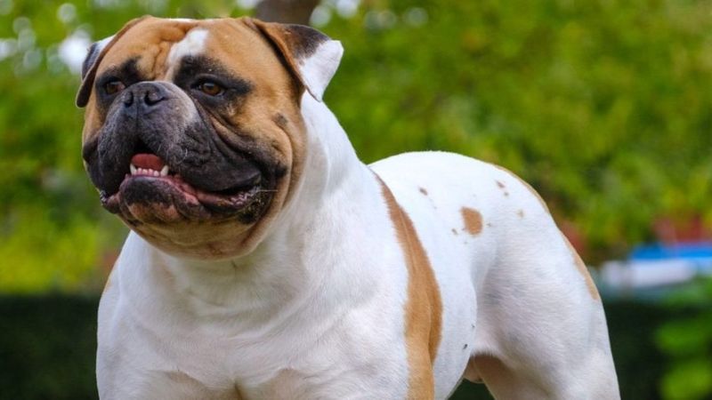 American Bulldog