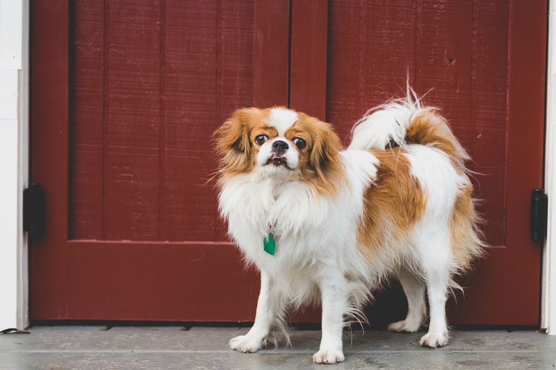 Japanese Chin 