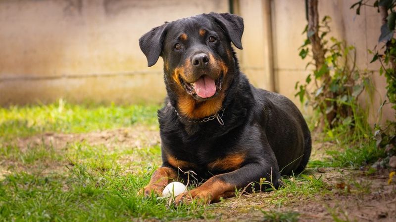 Rottweiler: The Powerful Guardian