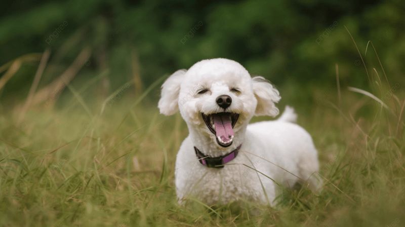 Bichon Frise