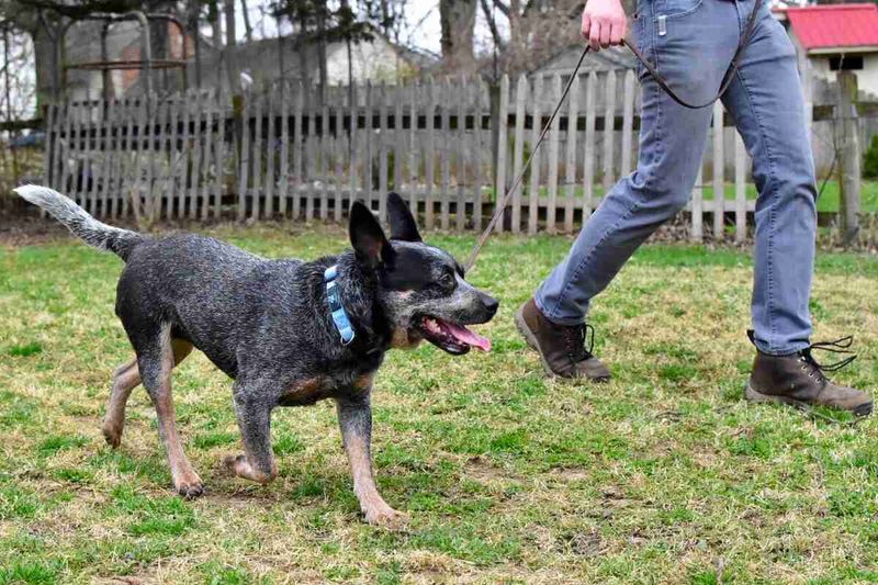 Australian Cattle Dogs