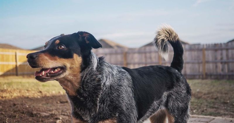 Australian Cattle Dogs