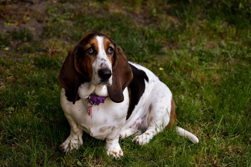 Basset Hounds