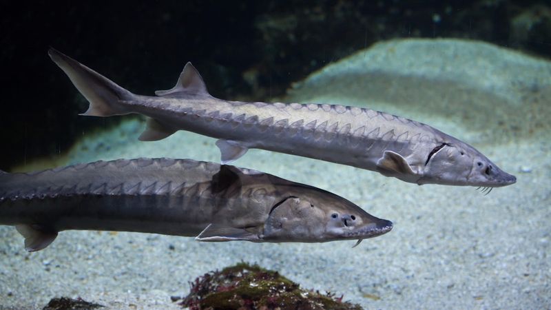 Overfishing Has Devastated Populations