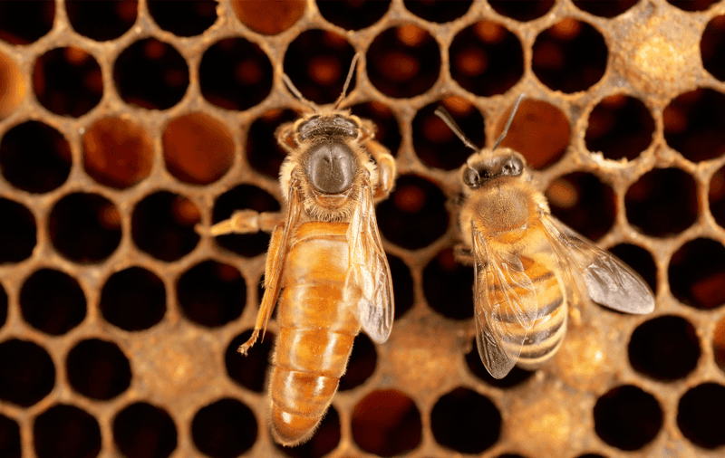 Queen Bees Are Super-Moms