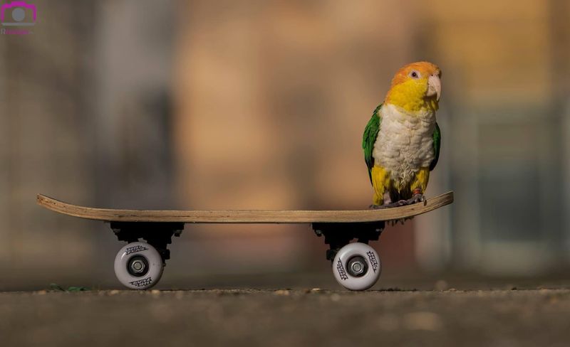 Skateboard Riding