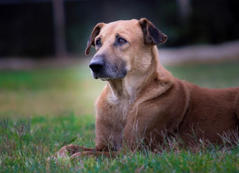 Chinook – America's Sled Dog Struggles To Survive