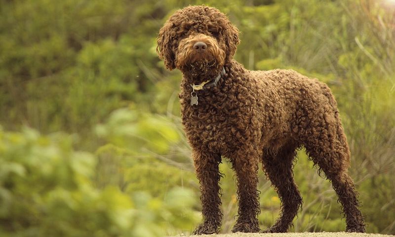 Lagotto Romagnolo