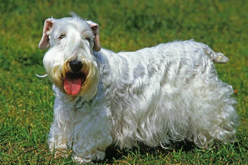 Sealyham Terrier: Royal Relaxer
