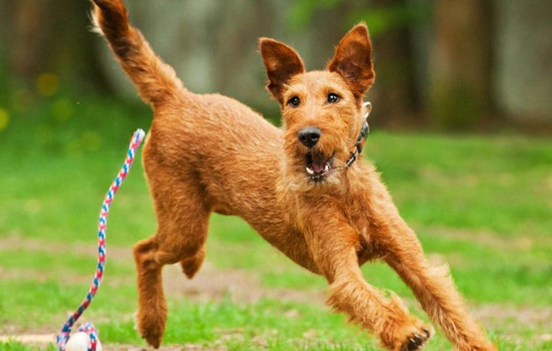 Irish Terrier