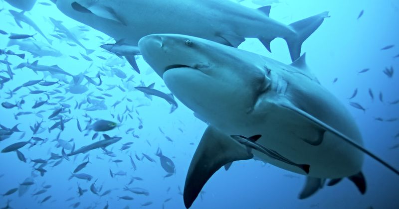 Breeding And Reproduction