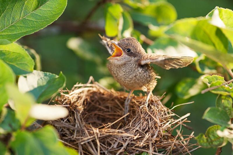 Pushing Boundaries: Parents Sometimes Force Fledging