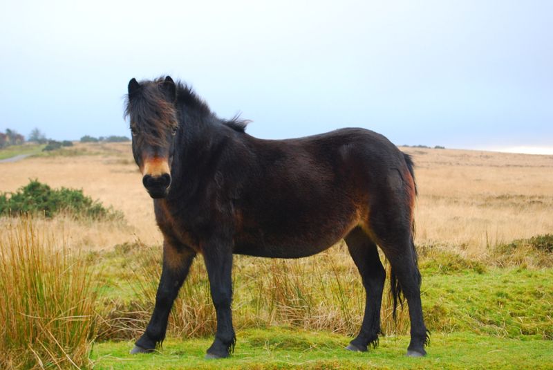 Exmoor Pony: Britain's Prehistoric Marvel