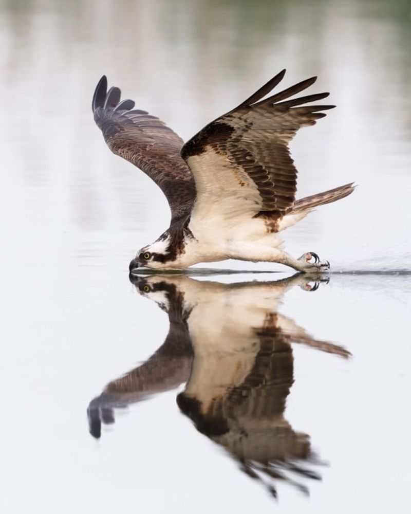 Unmistakable Ospreys