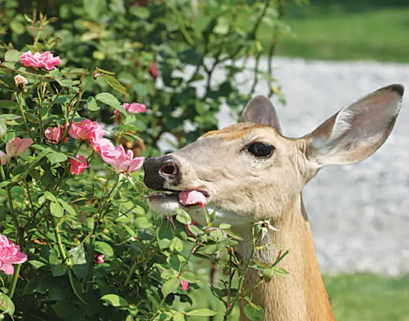 Roses: Not Just For Romance