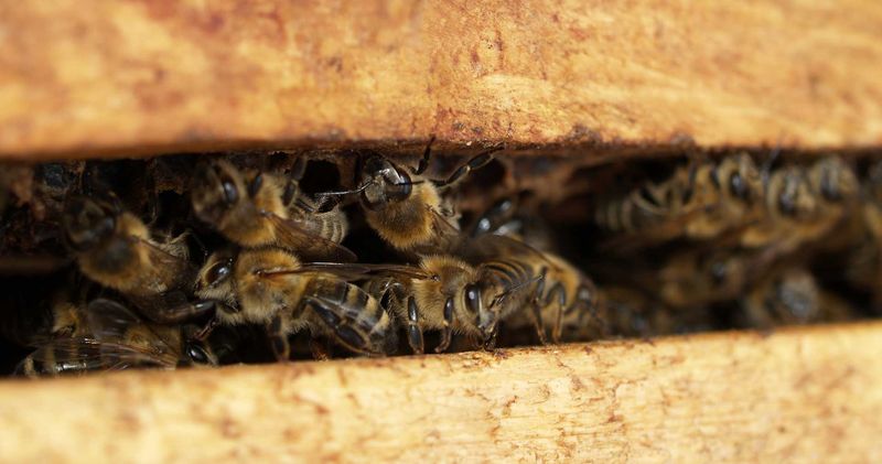 Mysterious Colony Collapse Disorder