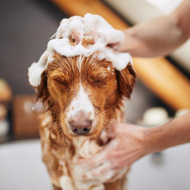 Grooming: Bathing, Brushing, And Nail Care