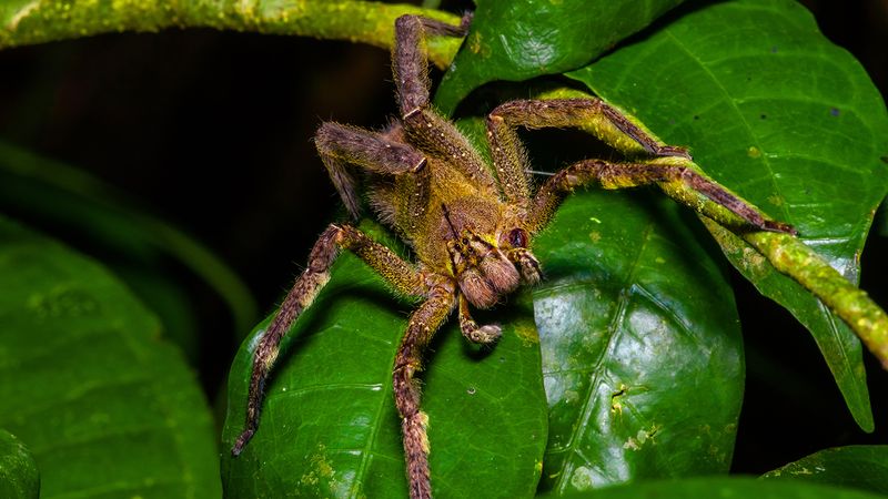 Brazilian Wandering Spider: Nightmare On Eight Legs