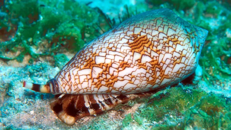 Cone Snail: Beautiful Shell, Deadly Harpoon
