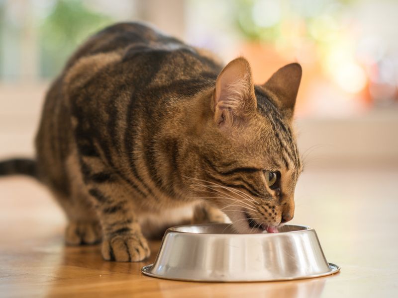 Feeding Inappropriate Foods