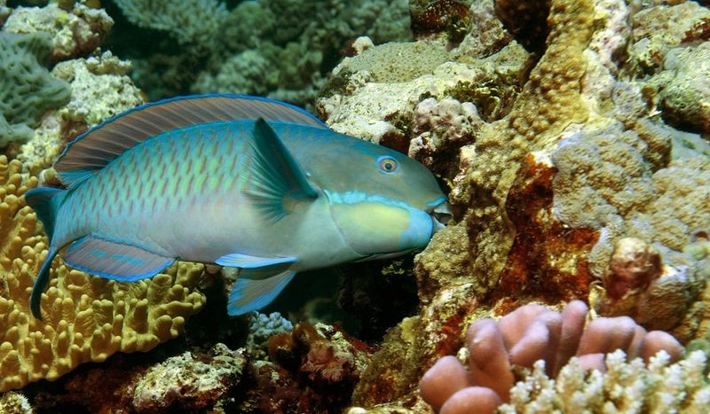 Disappearing Marine Protectors