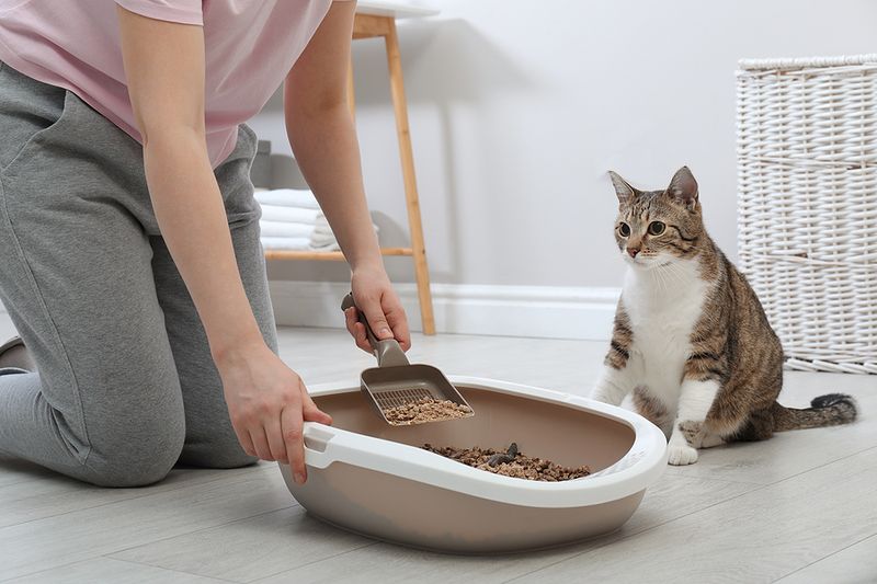 Changes In Litter Box Habits
