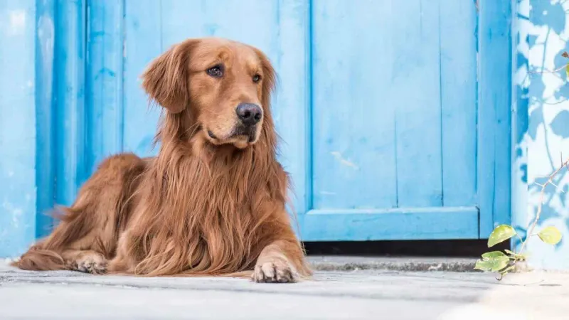 Gentle And Calm Temperament