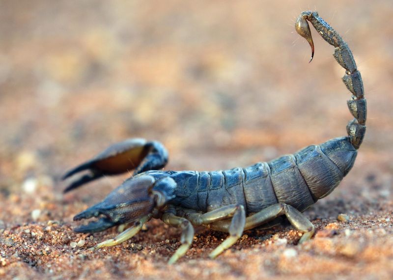 Scorpions: Ancient Desert Masters