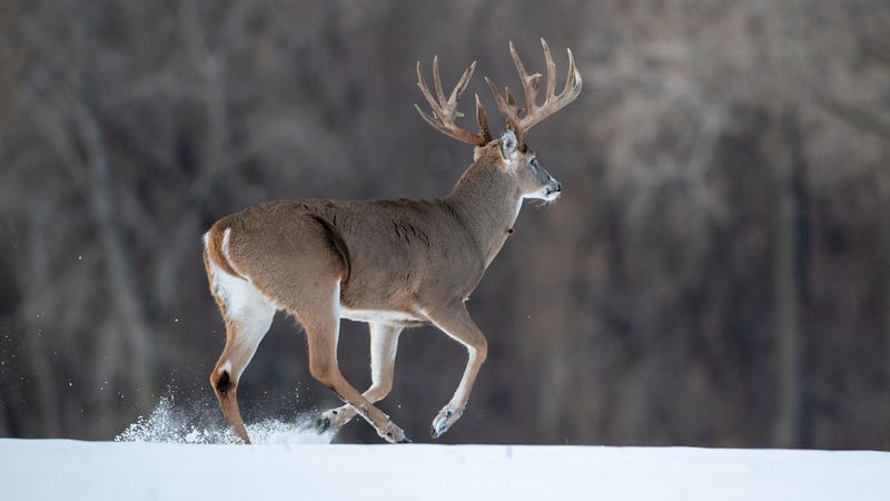 Deer's Unique Gait
