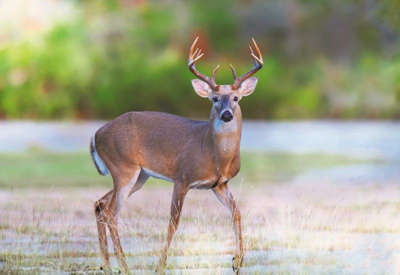 Deer's Silent Communication