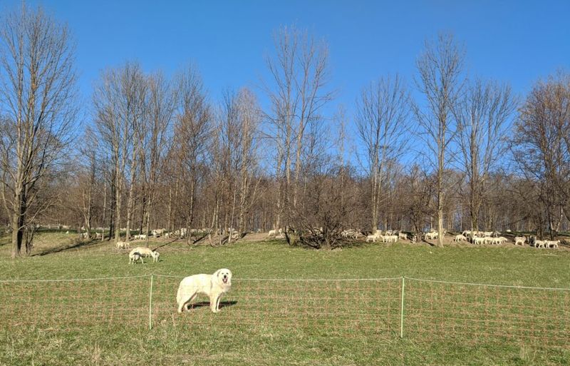 Sheep