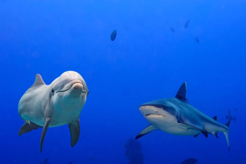 How It Differs From Divergent Evolution
