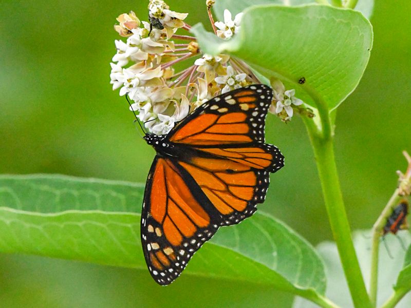 Exploring The Monarch Butterfly's Summer Path Through Delaware