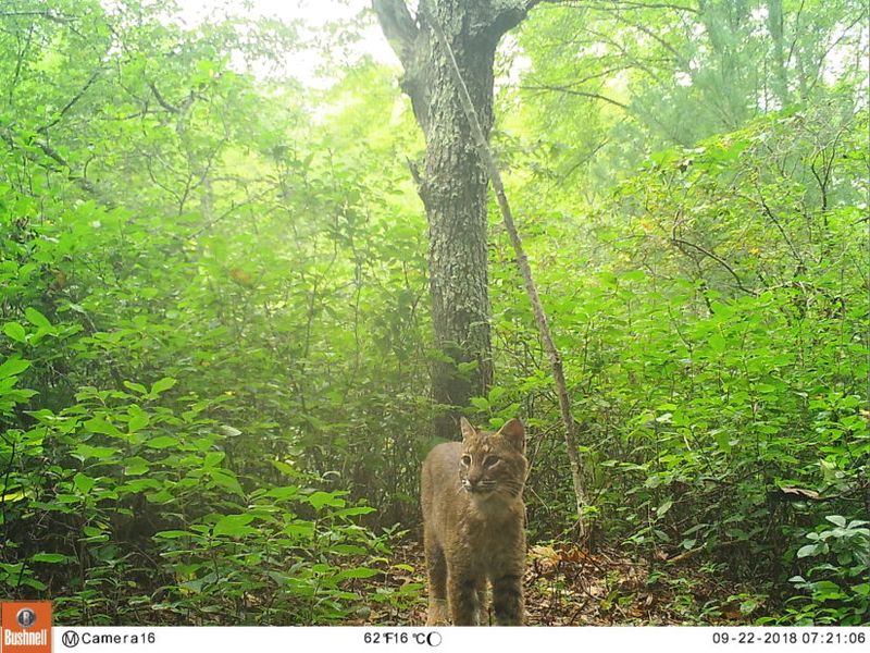 Rhode Island's Absent Felines