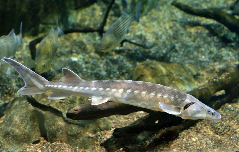 Shortnose Sturgeon: Living Fossil In Trouble