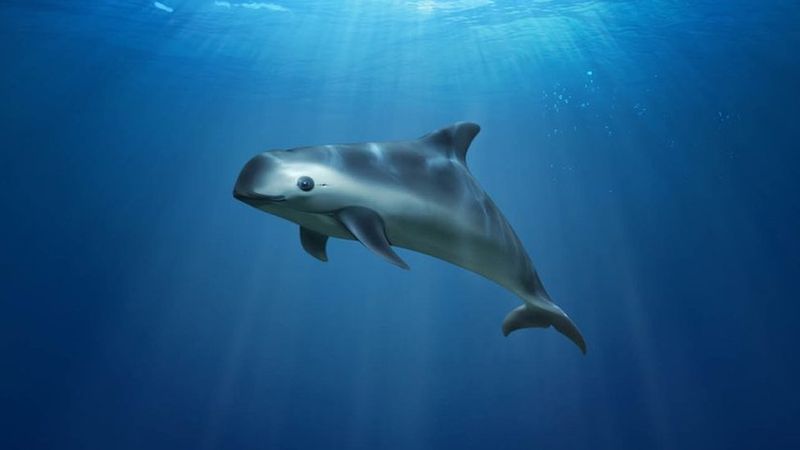 Vaquita Porpoise