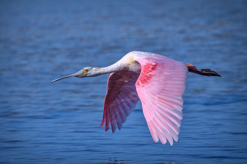 J.N. 'Ding' Darling National Wildlife Refuge