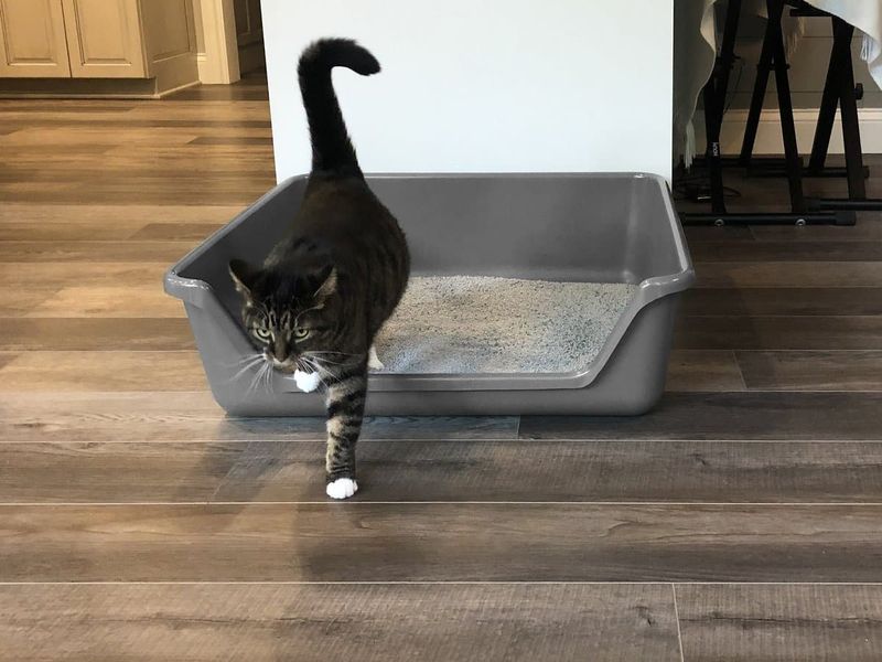 Litter Box Challenges: Accidents Happen