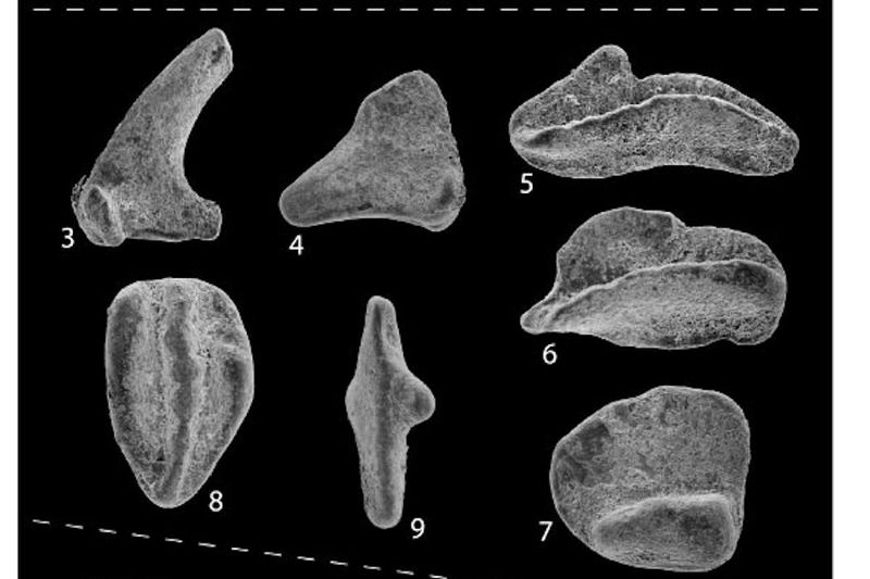 Conodonts: Mysterious Tooth-Like Fossils