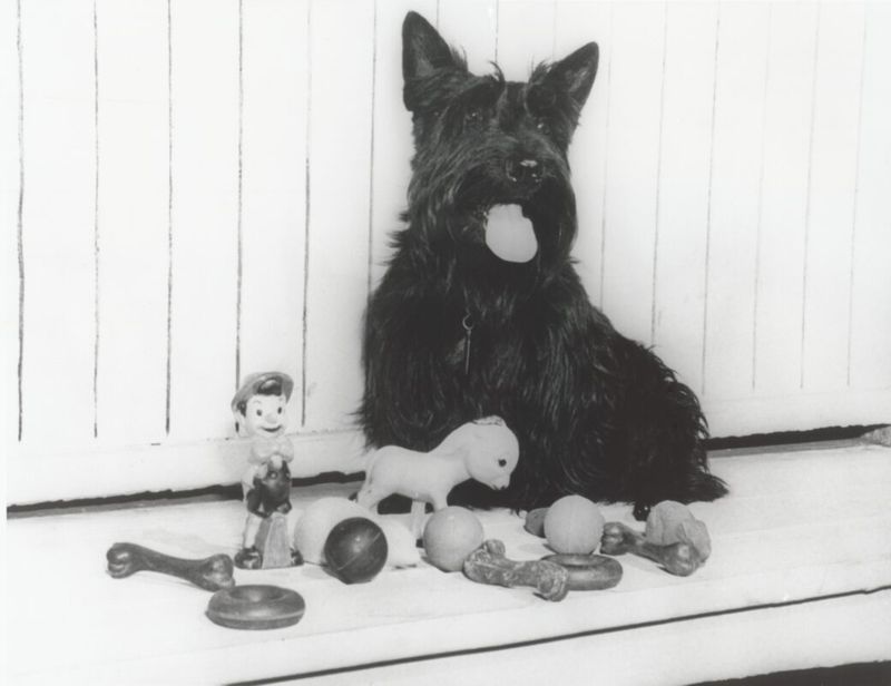 Scottish Sensation: FDR's Fala Became A Wartime Icon