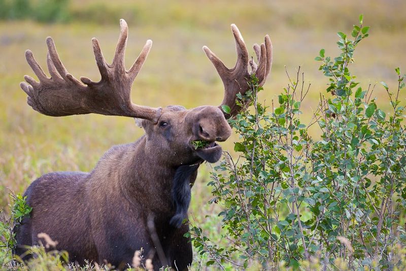 Moose At Denali