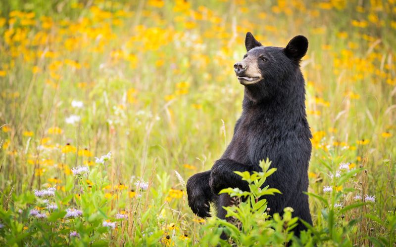 Black Bears In Great Smoky Mountains