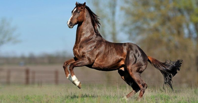 Quarter Horse Sprinters