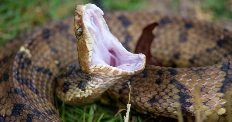 Water Moccasin: The Cottonmouth's Gaping Threat