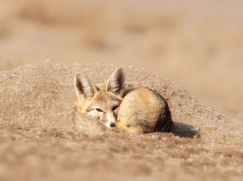 Kit Foxes In The Mojave Desert