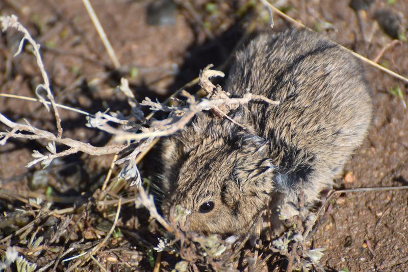Steppe Lemmings: Fluffy Potato Pals